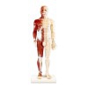 Männlicher menschlicher Körper Anatomisches Modell 60 cm